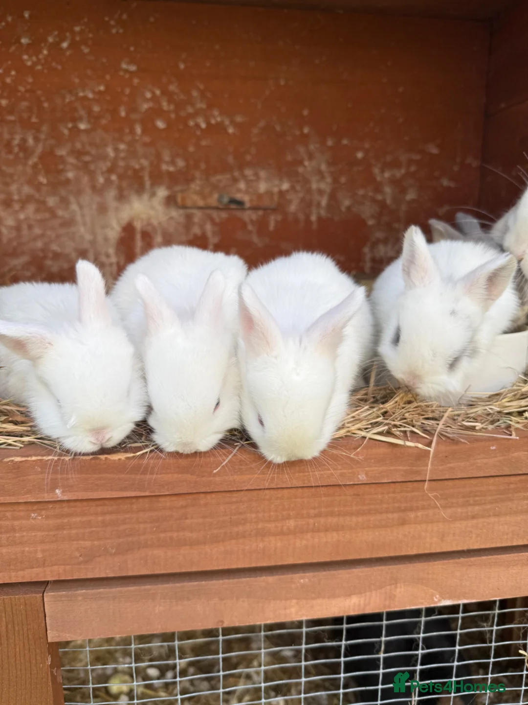 Mixed Breed rabbits for sale: Netherland dwarf x mini lop bunnies - Advert 2