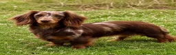 Miniature Dachshund dogs for sale: KC champion lines miniature LH dachshunds  - Advert 13