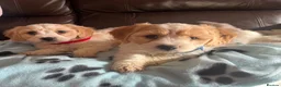 Cavachon dogs for sale: Cavachon puppies  - Advert 2