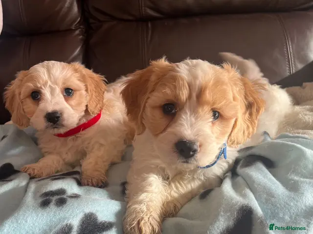 Cavachon dogs for sale: Cavachon puppies - Advert 2