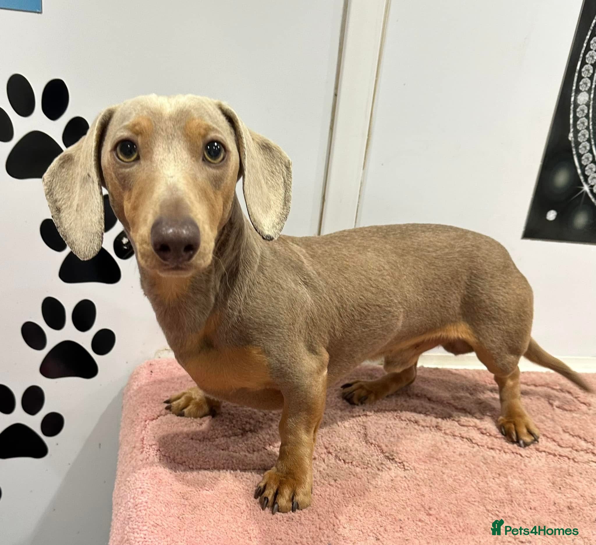 Miniature Dachshund dogs for sale: ⭐️🦋⭐️EXCEPTIONAL QUALITY ⭐️🦋⭐️ - Advert 6