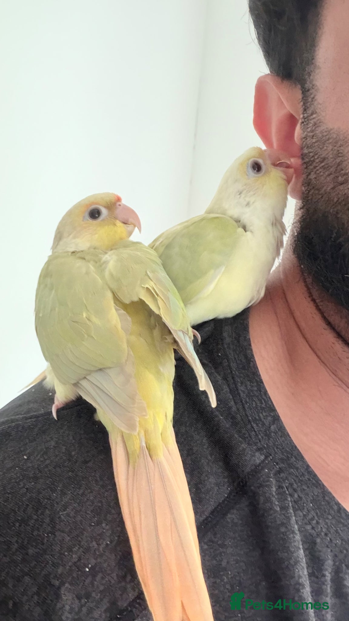 Conures birds for sale: Baby Mooncheek and Suncheek Conure Chicks - Advert 4