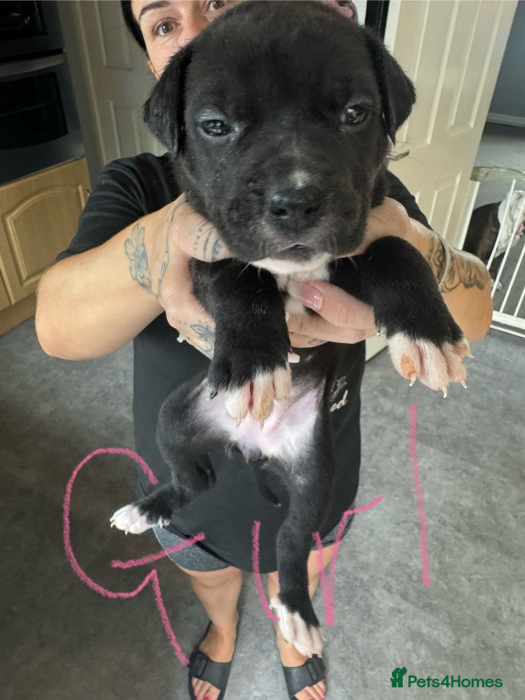 Mixed Breed dogs for sale: Cane Corso x American Bulldog puppies  - Image 16