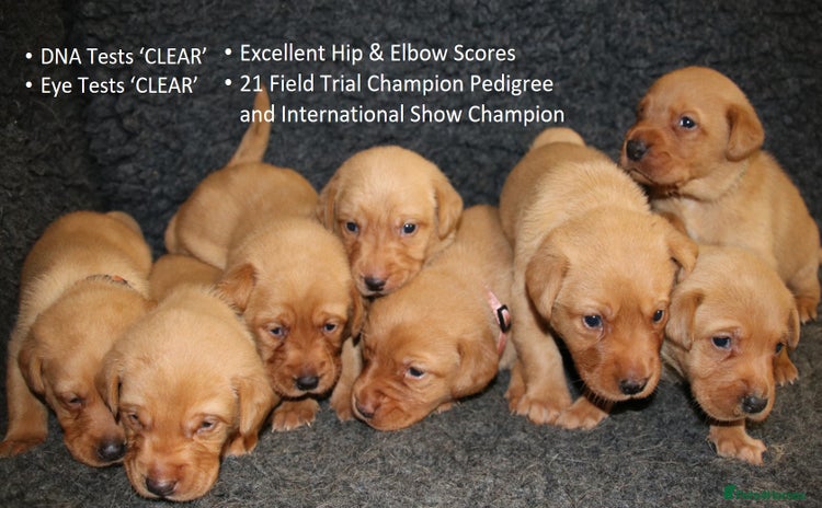 Labrador Retriever dogs - Advert 15