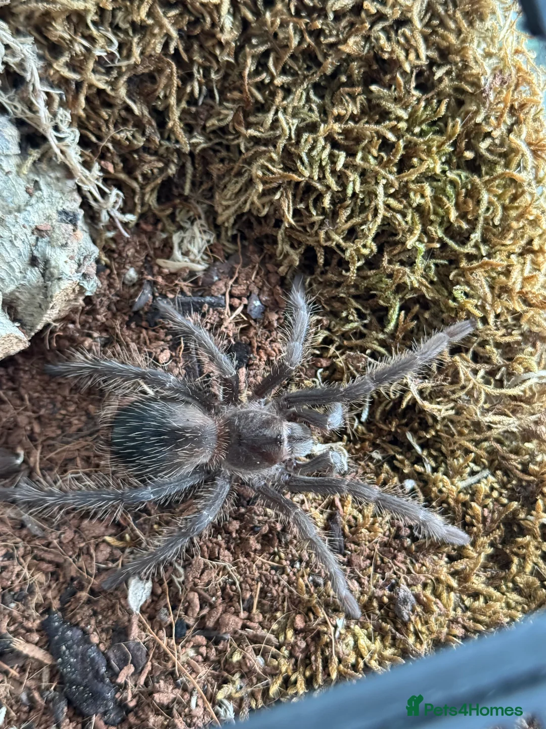 Tarantulas invertebrates for sale: Lasiodora parahybana - Advert 3