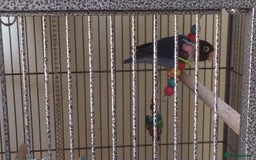 Lovebirds birds for sale: Lovebirds for sale - Image 1