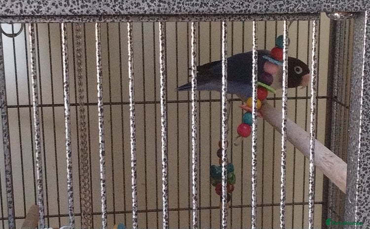 Lovebirds birds - Advert 1