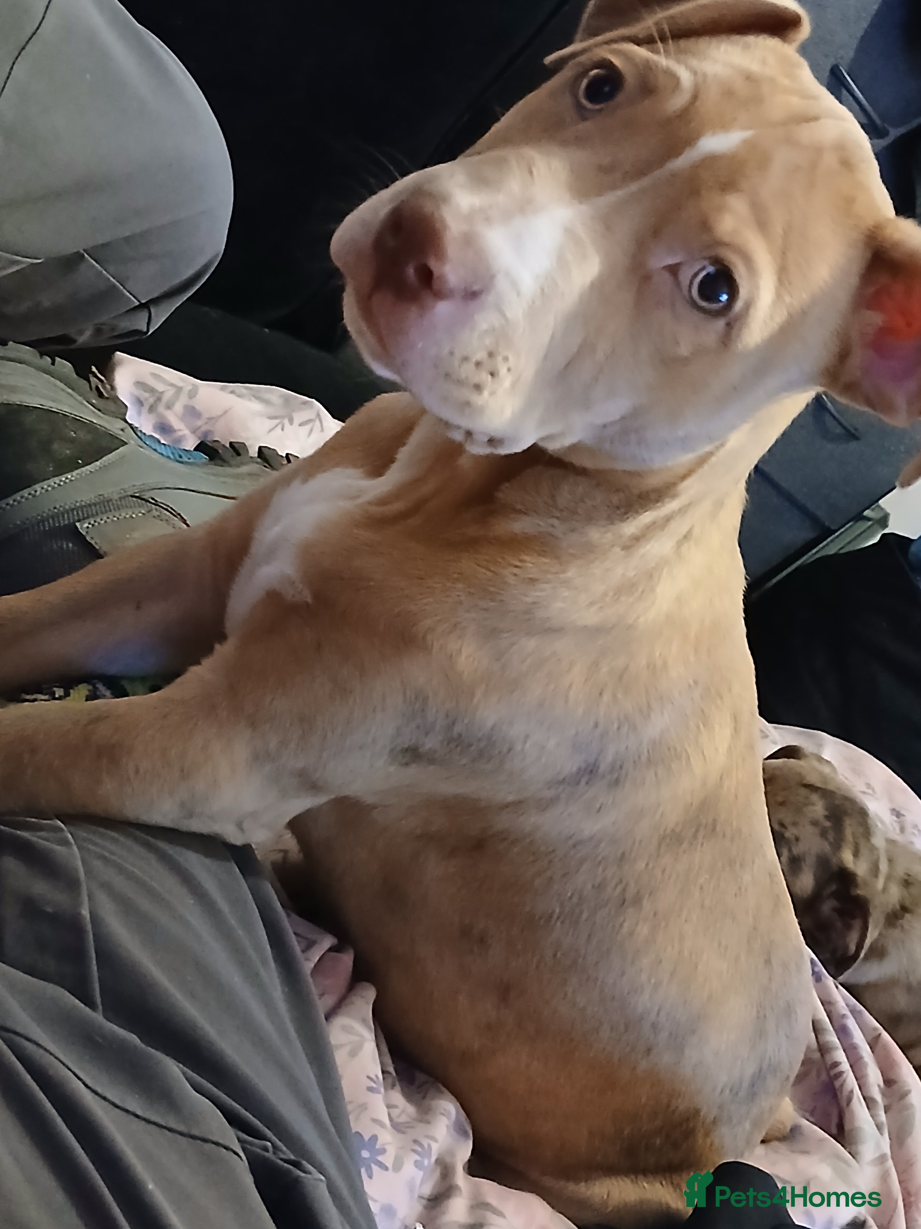 Mixed Breed dogs Flame  - Advert 15