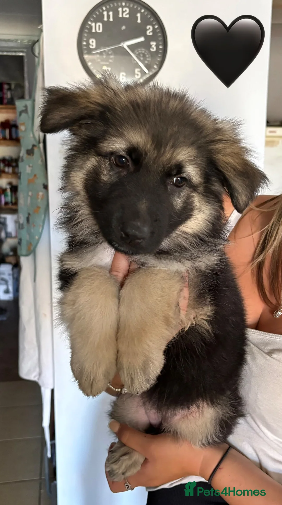German Shepherd dogs for sale: Gorgeous Black&Tan KC German Shepherds 🐾 in Wisbech - Advert 2