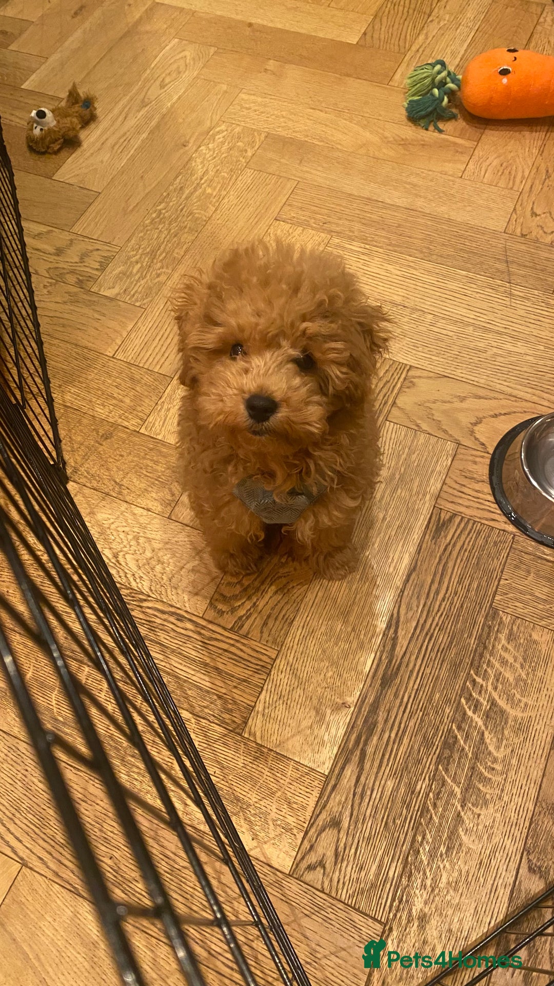 Maltipoo dogs for sale: ❤️BEAUTIFUL MALTIPOO PUPPY FOR REHOMING❤️ - Image 2