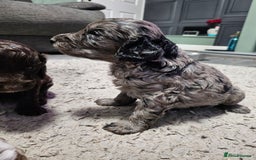 Cockapoo dogs for sale: Cockapoo puppies 2LEFT - Image 17