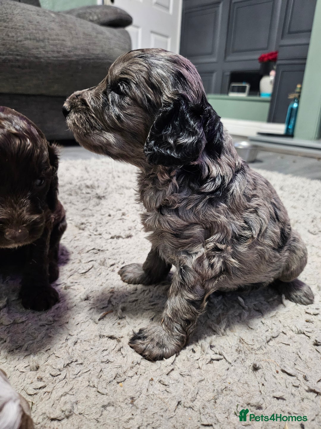 Cockapoo dogs for sale: Cockapoo puppies 2LEFT - Image 17