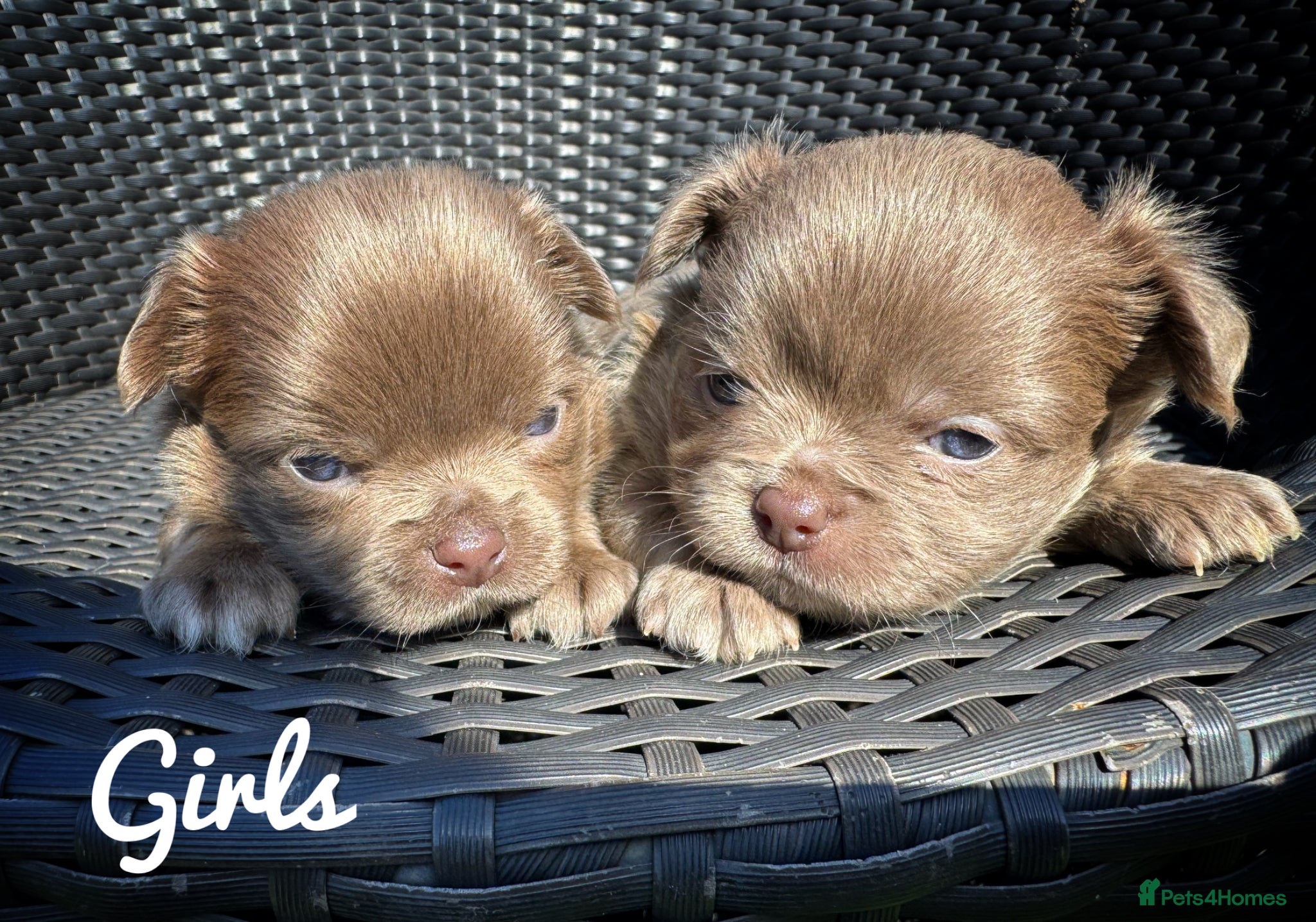 Chihuahua dogs KC chocolate and lilac long coat quality puppies  - Advert 1