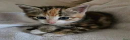 Mixed Breed cats for sale: Two lovely female tortoishell kittens - Advert 12