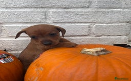 Mixed Breed dogs for sale: Minature Dacshund cross jack Russell  - Image 1