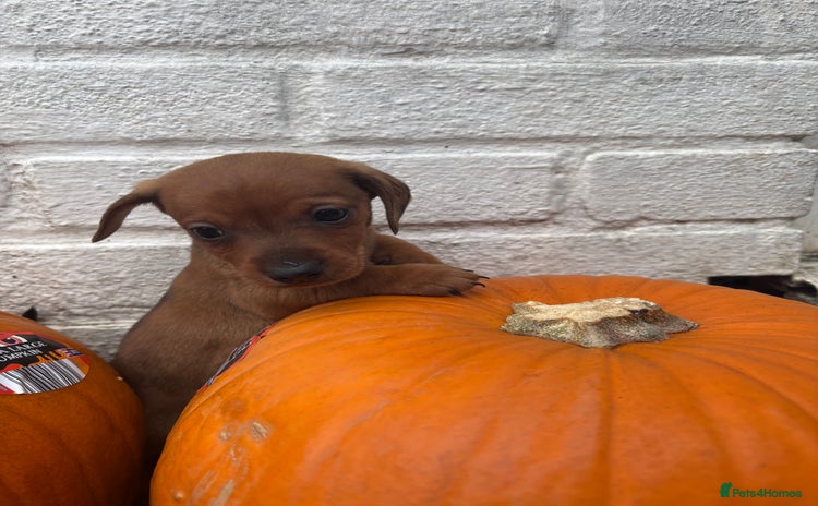 Mixed Breed dogs - Advert 2