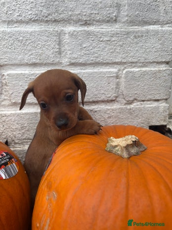 Mixed Breed dogs - Advert 3