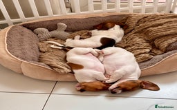 Miniature Dachshund dogs for sale: Pure Piebald Puppies Russian Champion Lines  - Image 12