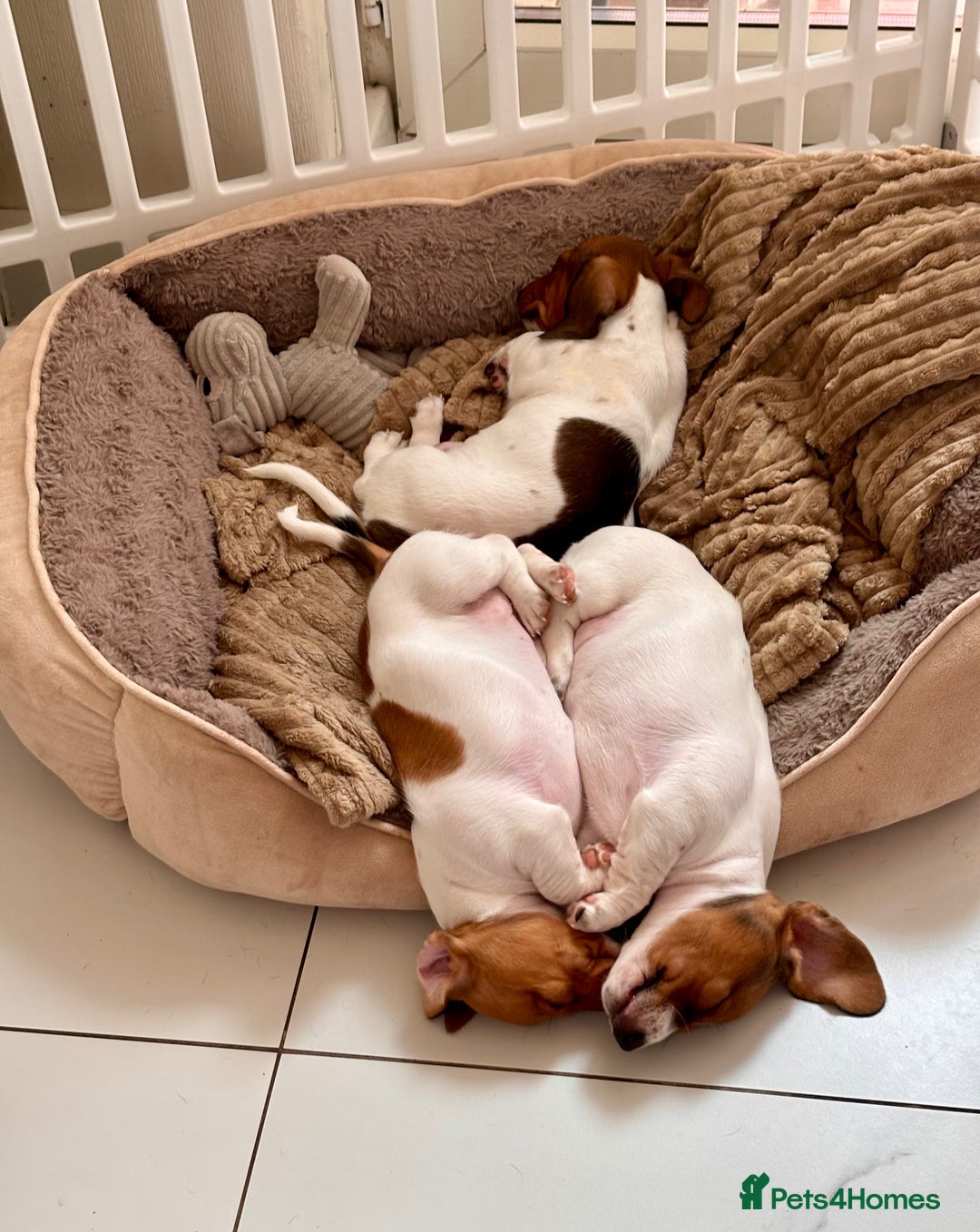 Miniature Dachshund dogs for sale: Pure Piebald Puppies Russian Champion Lines  - Image 12