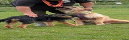 Mixed Breed dogs for adoption: Special boy Sparkle looking for love - Advert 10