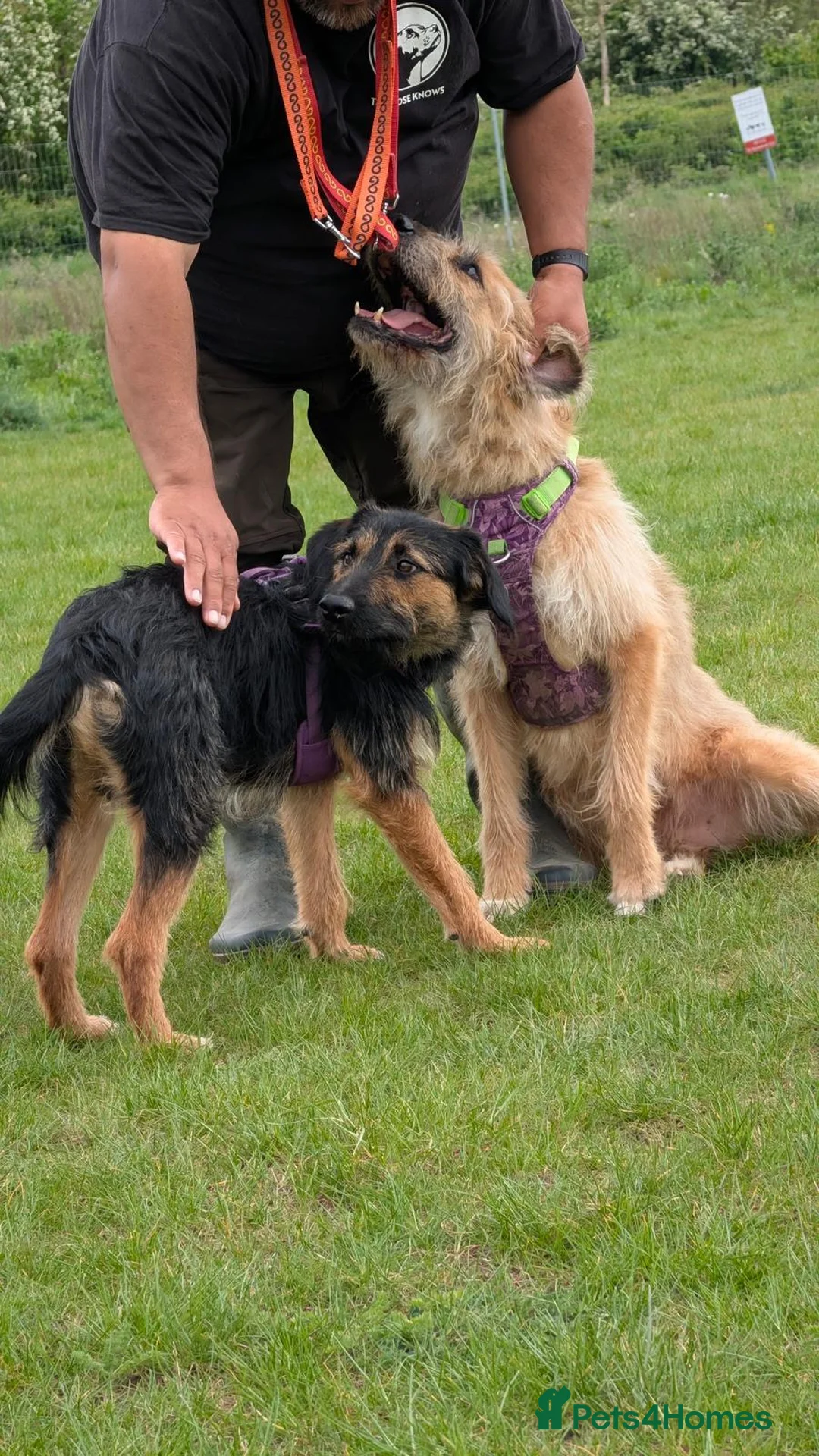 Mixed Breed dogs for adoption: Special boy Sparkle looking for love - Advert 10