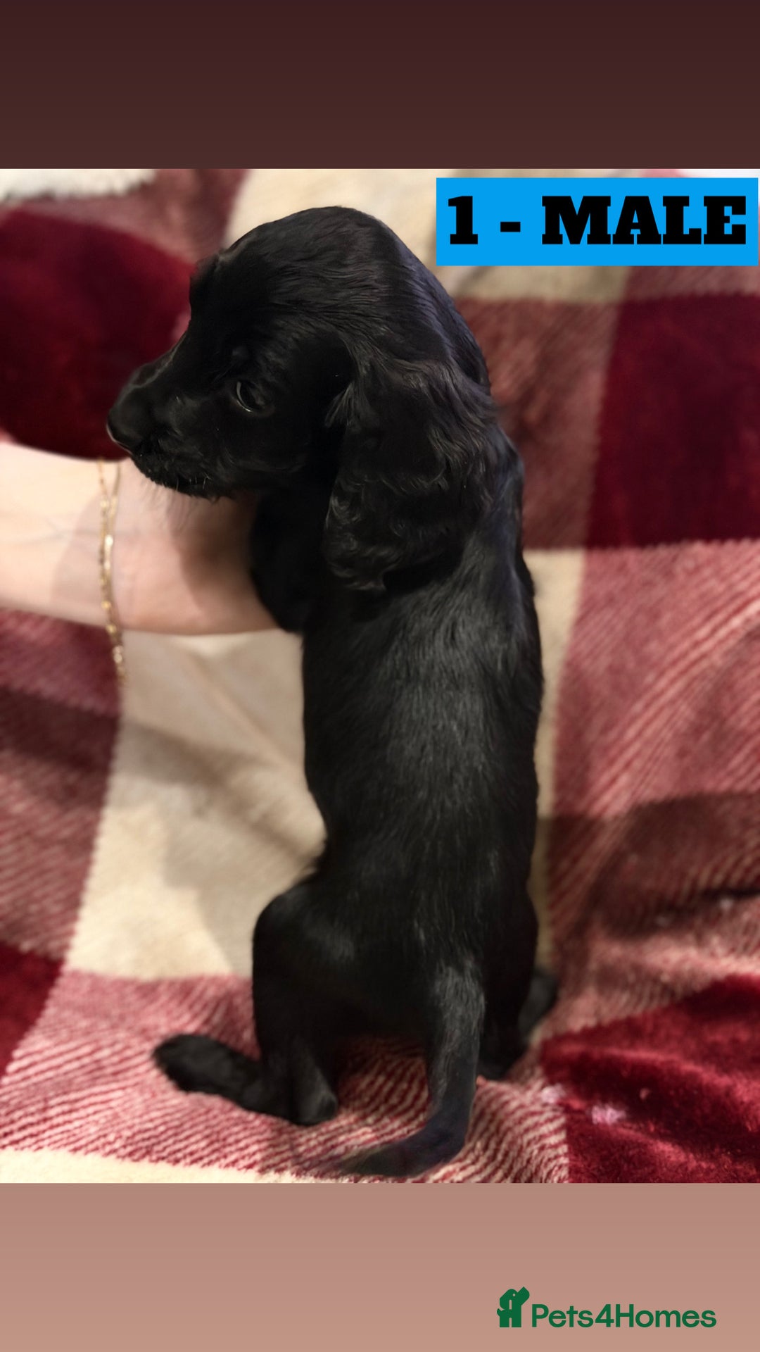 Cockapoo dogs for sale: BEAUTIFUL F2 COCKAPOO PUPPIES - 4 BOYS AND 4 GIRLS - Advert 8