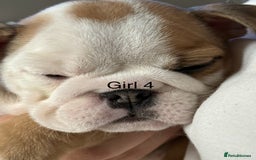 English Bulldog dogs for sale: KC Reg Traditional English Bulldog puppies - Image 19
