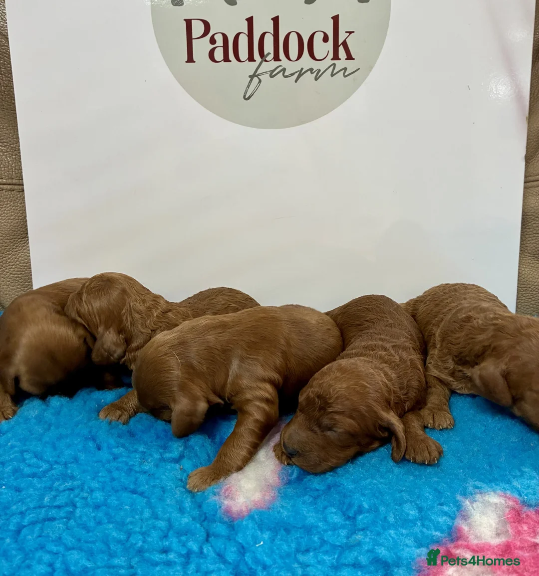 Cavapoo dogs for sale: ✨ Beautiful Cavapoo puppies ✨ - Advert 9