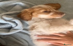 Cockapoo dogs for sale: Beautiful f1 cocker poo one boy one girl left - Image 11