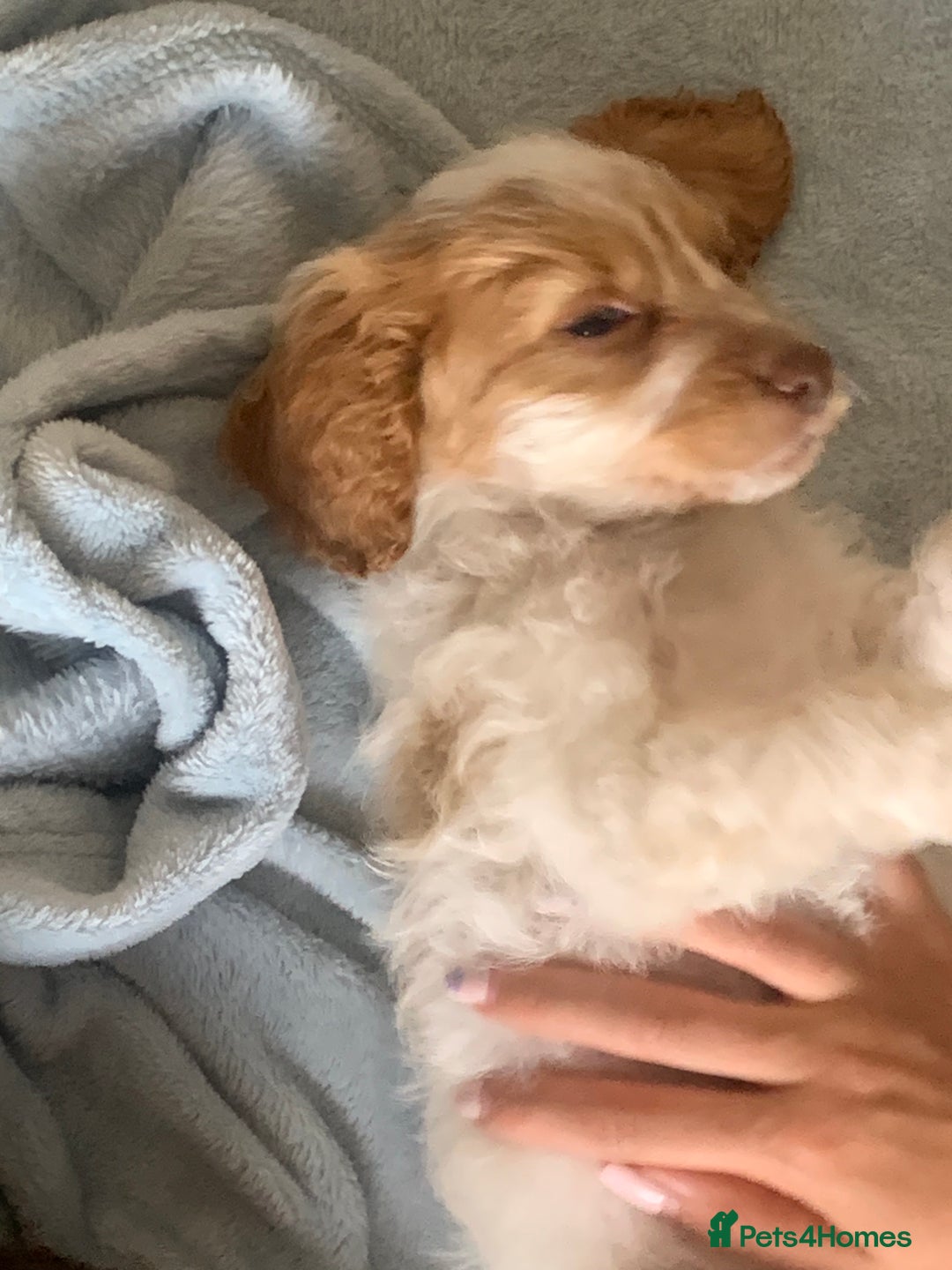 Cockapoo dogs for sale: Beautiful f1 cocker poo one boy one girl left - Image 11