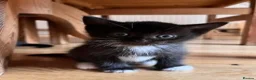 Mixed Breed cats for sale: 2 male kittens in London - Advert 2