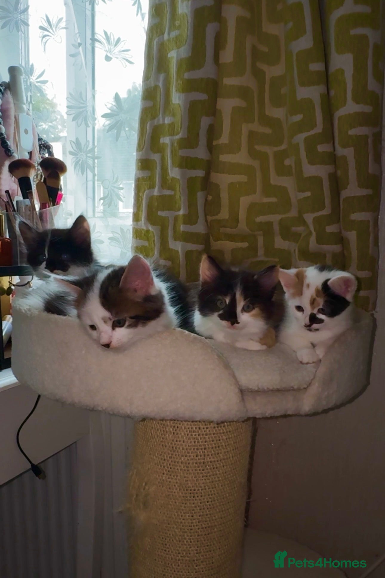 Mixed Breed cats 🐾 Adorable Fluffy Kittens Ready for Loving Homes - Advert 1