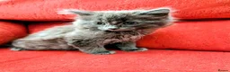 Mixed Breed cats for sale: Stunning Fluffy Kittens  - Advert 32