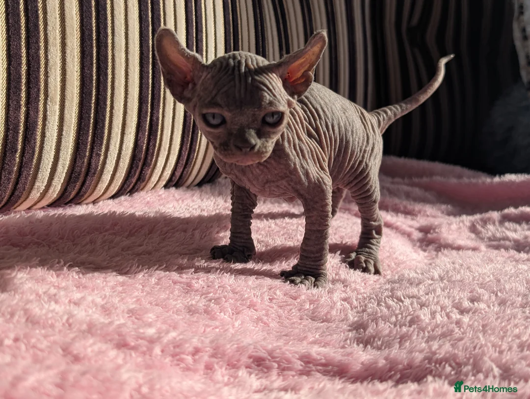 Sphynx cats for sale: Ready for reservation  - Advert 39