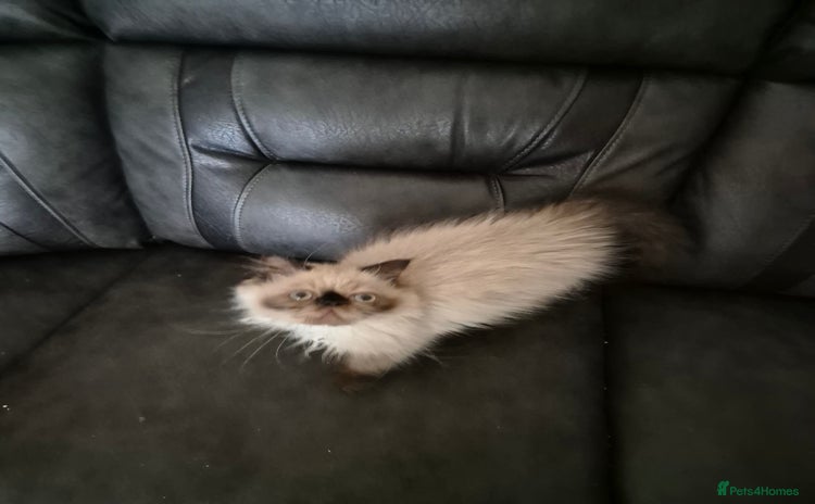 Himalayan cats - Advert 1