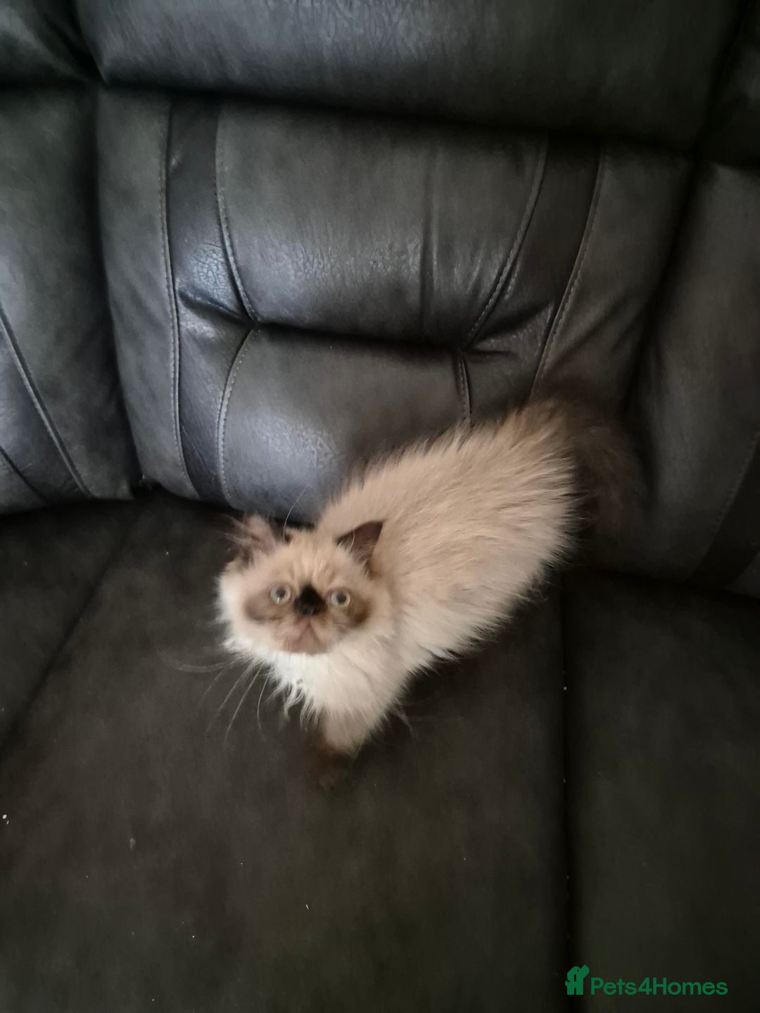 Himalayan cats for sale: Female citens for nice family.  - Image 1