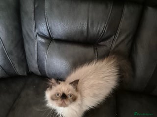 Himalayan cats - Advert 2