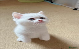 British Shorthair cats for sale: Britiah shorthair last girl available - Image 4