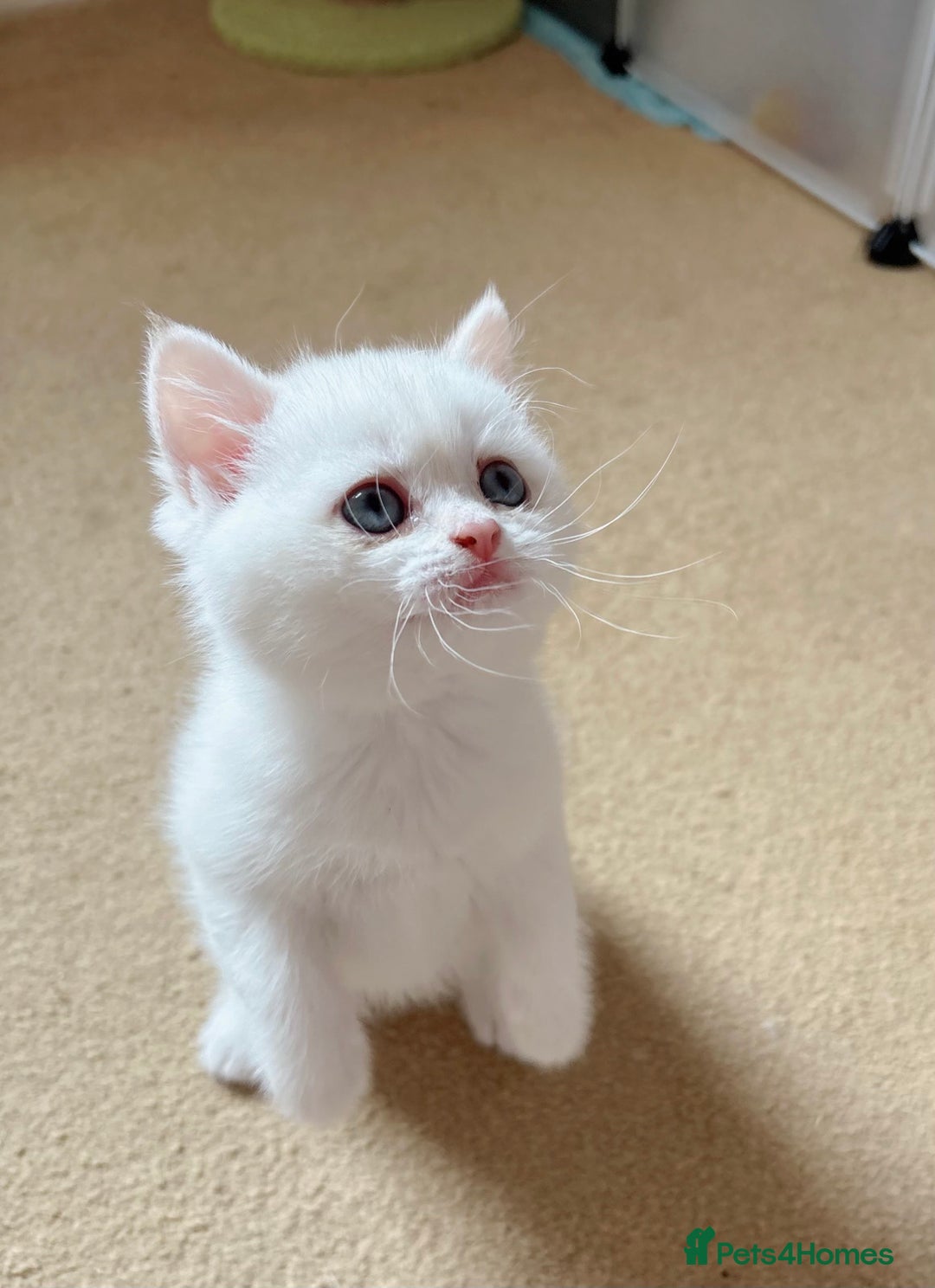 British Shorthair cats for sale: Britiah shorthair last girl available - Image 4