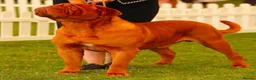 Dogue De Bordeaux dogs for sale: 🌟 UK Champion Parents - Puppies Due 🌟 - Advert 15