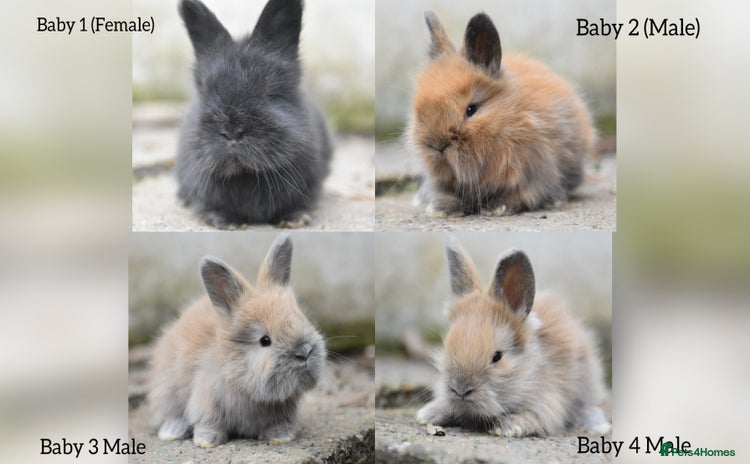 Angora rabbits - Advert 2
