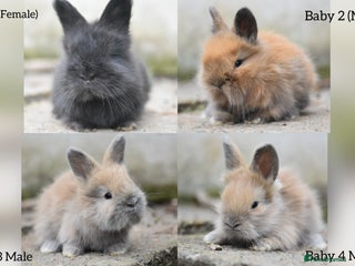 Angora rabbits - Advert 1