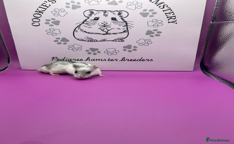 Hamster rodents - Advert 1