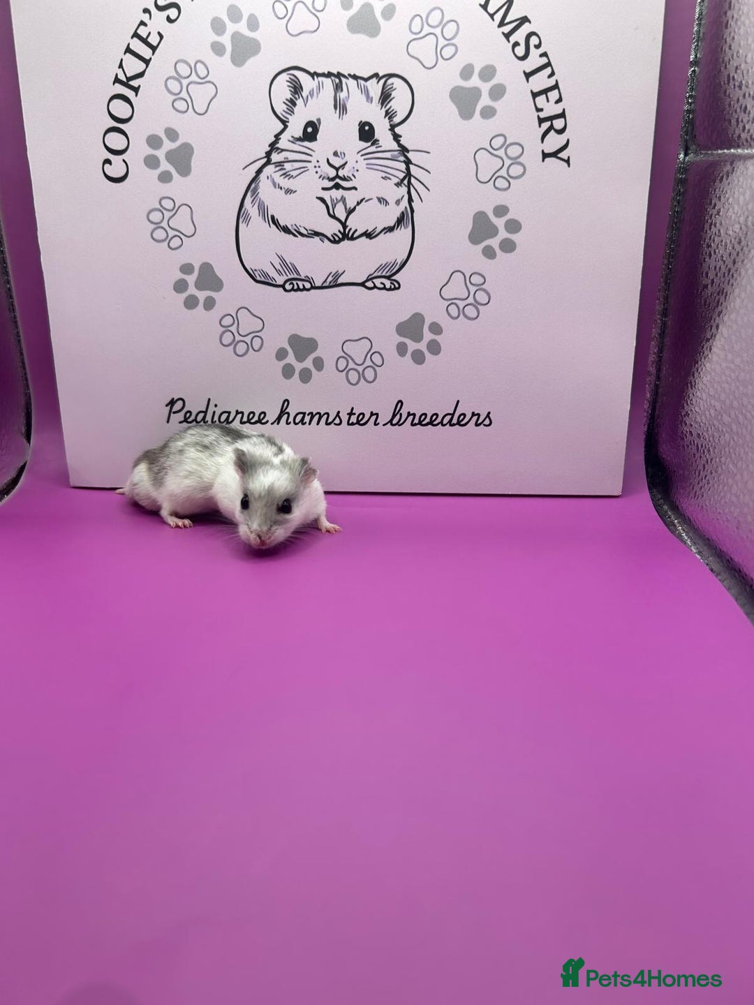 Hamster rodents for sale: Pedigree Chinese hamsters  - Image 1