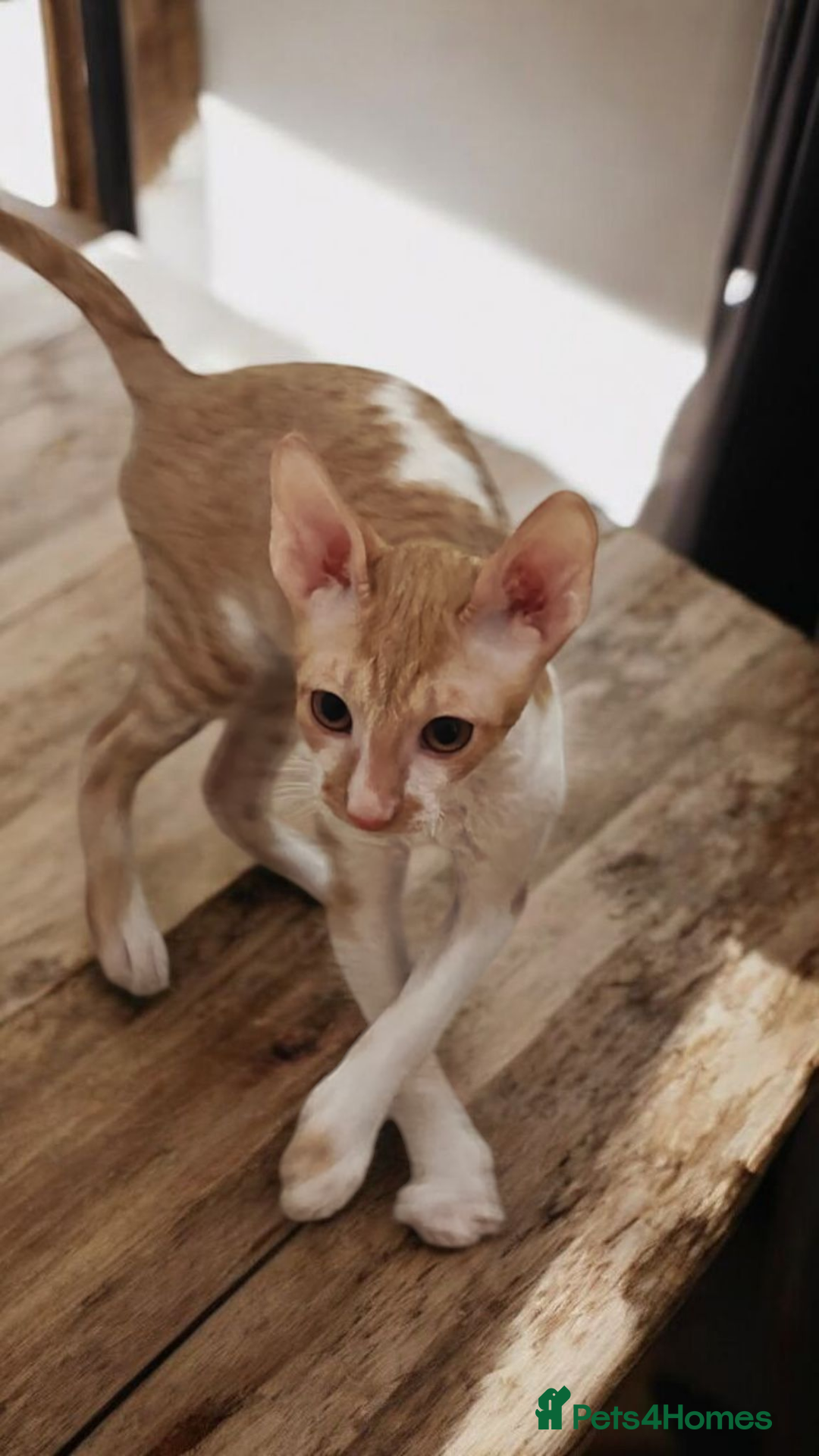 Cornish Rex cats for sale: Cornish Rex Kitten Ready for his new  home! - Advert 5
