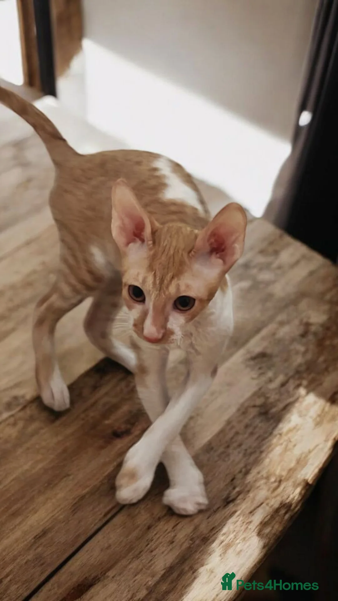 Cornish Rex cats for sale: Cornish Rex Kitten Ready for his new  home! - Advert 10