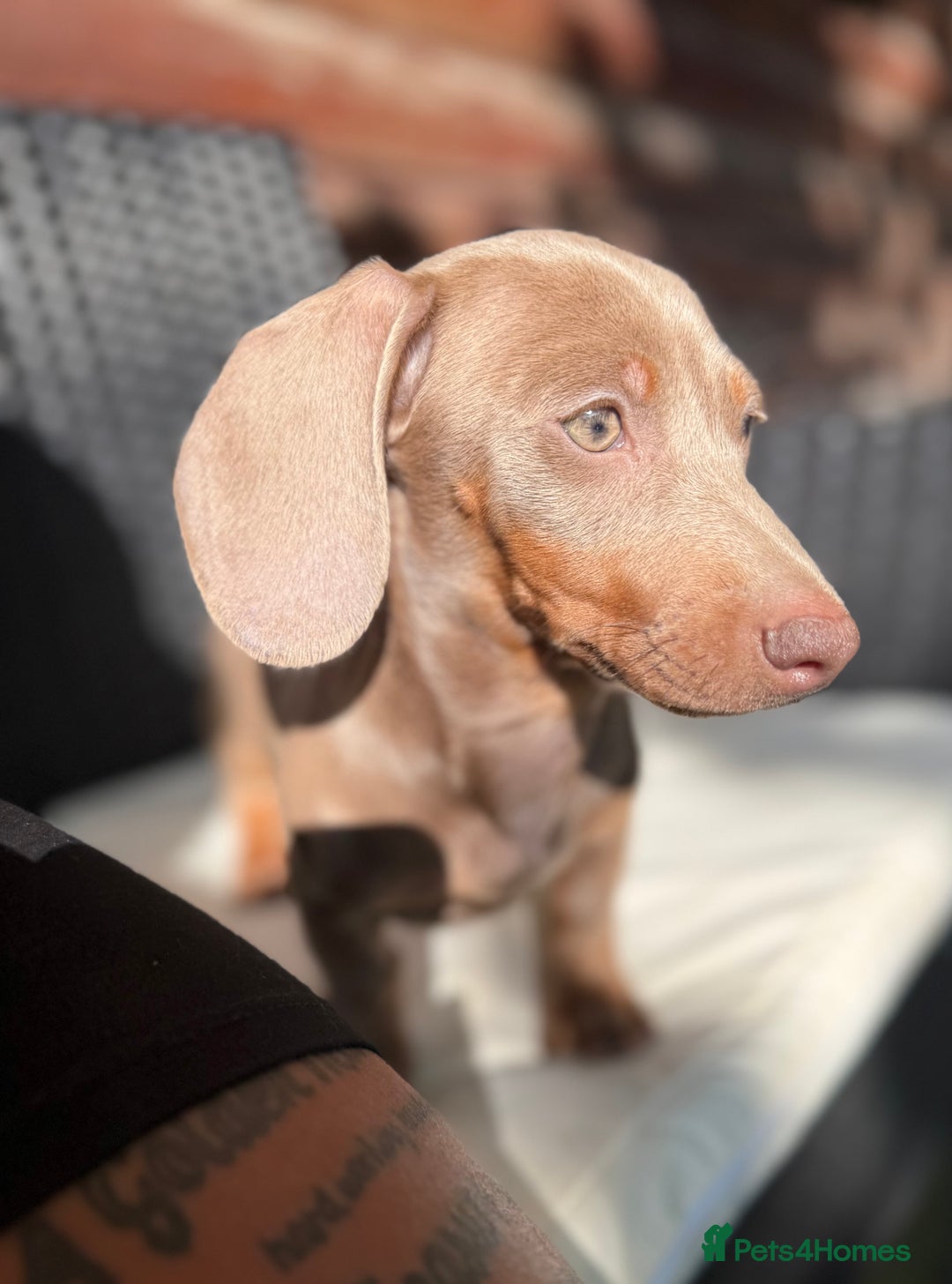 Miniature Dachshund dogs for sale: 2 beautiful miniature dachshunds in Willenhall - Image 2