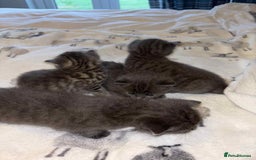 Burmese cats for sale: Beautiful blue kittens  - Image 1