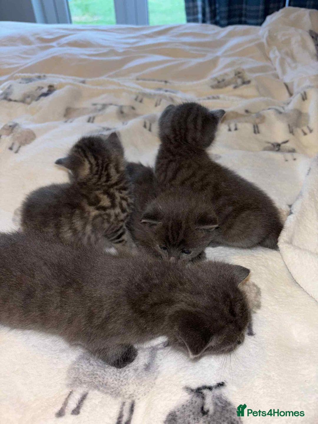 Burmese cats for sale: Beautiful blue kittens  - Image 1