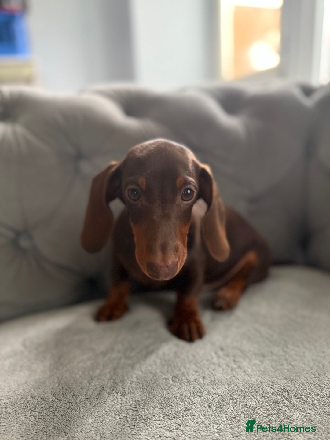 Miniature Dachshund dogs for sale: ONE TINY CHOC/TAN smooth haired male dachshund - Image 40